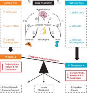 Managing Cortisol Levels Through Sleep