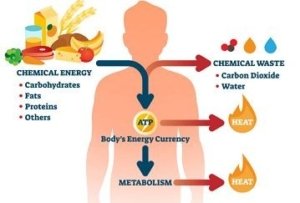 Sleep’s Role in Metabolic Health